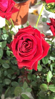 紫辰 沈阳新闻广播春季花卉日用品展即将开幕 家居用品新风尚