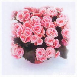 森记园花卉出入口公司 一站式花卉苗木与植保用品供应商