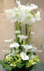 心花怒放 专业花卉服务，传递美好情感