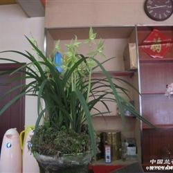 春剑素花精品 从龙门素到化妆品的天然美学融合