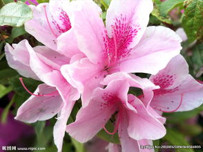 花卉数码专题 高清花卉图片赏析与下载指南