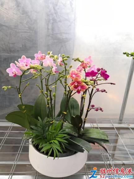 三里河打折促销 艳丽花卉、精品苗木与数码产品齐优惠